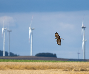 Innovation for bird protection in wind parks